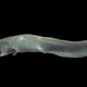 Another google search will do this fish more justice (Image: Citron/Wikimedia Commons)